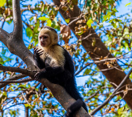 A view of a white faced monkey perched in a tree near to Puntarenas, Costa Rica in early springtime