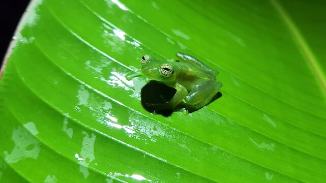 Costa Rica Dwarf Glass Frog
