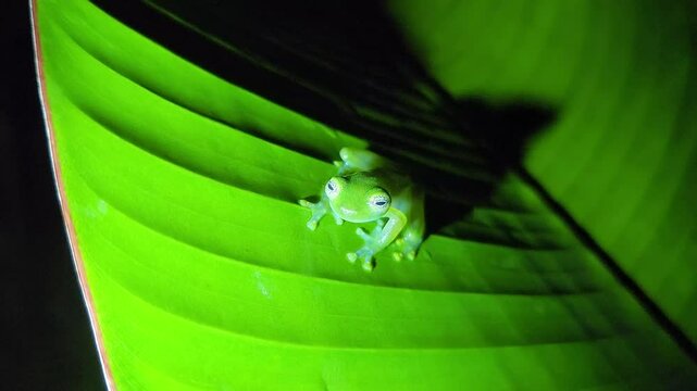 Costa Rica Dwarf Glass Frog