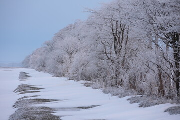 強く冷え込み防風林が霧氷で白く化粧した3月中旬の早朝　長沼町