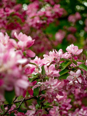 Fototapeta premium apple tree, summer, flower, beauty, bloom, floral, blossom, nature, spring, pink, green, petal, bud