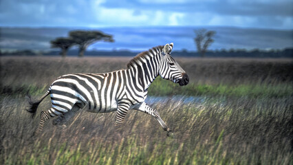 Naklejka premium Running zebra with motion blur in vibrant landscape