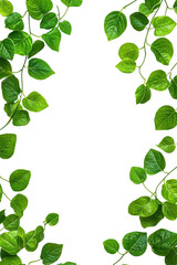Isolated Green Vine with Leaves