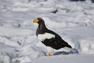 Steller's sea eagle (Haliaeetus pelagicus), also known as the Pacific sea eagle or white-shouldered eagle, is a very large diurnal bird of prey in the family Accipitridae.