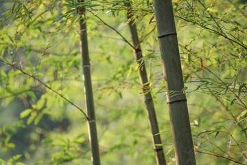 Close-up Scenery of Bamboo in Sunlit Bamboo Forest