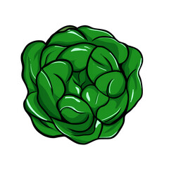 Cartoon Green Lettuce Head Isolated on White Background Fresh Salad