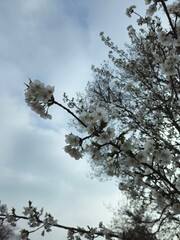 White flowering crown of a bushy tree. Flower cherry tree. The white and beautiful cherry blossom...