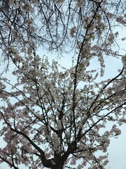 White flowering crown of a bushy tree. Flower cherry tree. The white and beautiful cherry blossom...