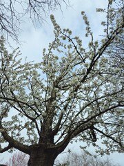 White flowering crown of a bushy tree. Flower cherry tree. The white and beautiful cherry blossom in spring. Image of beautiful flowers in a tree. Flowering tree to the park. 