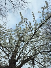 White flowering crown of a bushy tree. Flower cherry tree. The white and beautiful cherry blossom in spring. Image of beautiful flowers in a tree. Flowering tree to the park. 