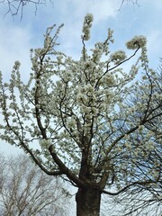 White flowering crown of a bushy tree. Flower cherry tree. The white and beautiful cherry blossom in spring. Image of beautiful flowers in a tree. Flowering tree to the park. 