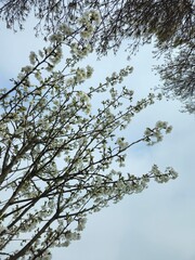 White flowering crown of a bushy tree. Flower cherry tree. The white and beautiful cherry blossom in spring. Image of beautiful flowers in a tree. Flowering tree to the park. 
