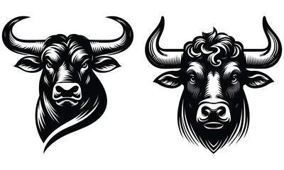 black and white bull