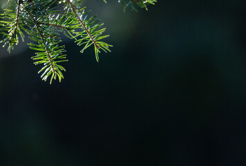 Fresh green pine branches illuminated by spring sunlight with blurred dark pine forest in the background