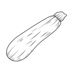 Fresh zucchini in line art style. Vector vegetables, vegetarian food. A simple outline illustration, highlighted on a white background. The design element.