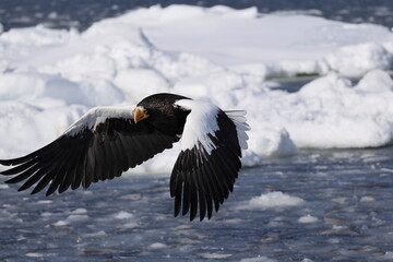 Steller's sea eagle (Haliaeetus pelagicus), also known as the Pacific sea eagle or white-shouldered...