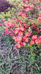 Naklejka premium Branch with vibrant red and orange spring flowers in bloom, surrounded by green leaves and blurred background