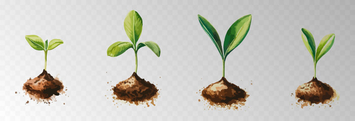 Watercolor PNG set of growing green plants. Infographic elements for planting, tree growth, agriculture, environmental conservation, and reforestation concepts.
