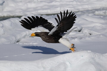 Steller's sea eagle (Haliaeetus pelagicus), also known as the Pacific sea eagle or white-shouldered...