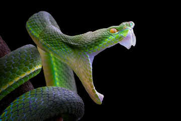 Trimeresurus Insularis snake closeup head, Indonesian viper snake on isolated background, Green...