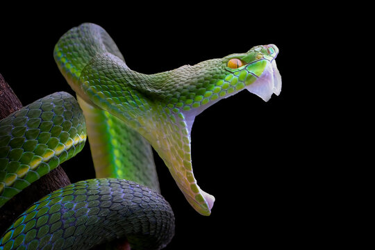 Trimeresurus Insularis snake closeup head, Indonesian viper snake on isolated background, Green viper bares its fangs ready to attack its target