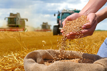 Wheat grain in hands after good harvest of successful farmer and full jute sack of wheat, in the background agricultural machinery combine harvesters and tractor working in the field
