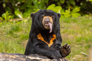 Sun bear and tongue