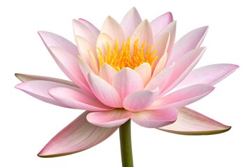 A beautiful pink water lily blossom, a floral bloom of aquatic beauty isolated on white