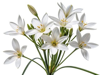 Naklejka premium High-resolution PNG cutout: aerial drone shot of isolated white flowers, botanical photography, with shadow.