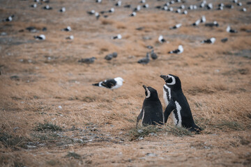 penguin on at isla magdalena patagonia