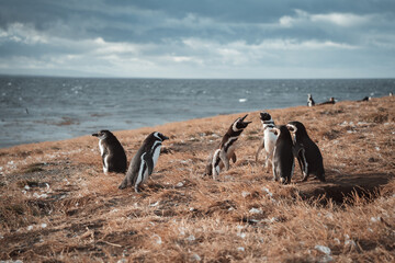penguin on the beach in isla magdalena patagonia