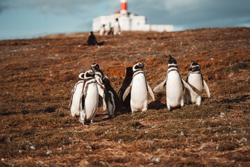penguins on the rocks in patagonia isla madalena