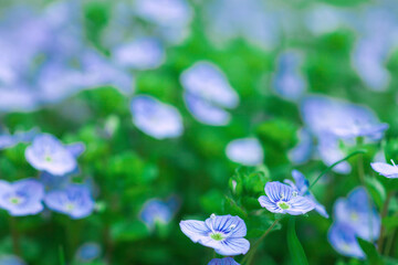 Little Veronica peduncularis Georgia blue flowers growing in spring meadow, soft selective focus