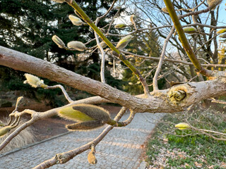Close-up of a fluffy magnolia bud preparing for spring flowering.