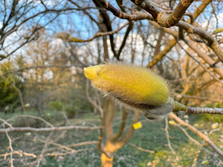 Close-up of a fluffy magnolia bud preparing for spring flowering.