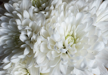 white chrysanthemum flower