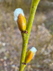Close-up of a young bud of a plant preparing for budding in spring