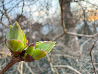 Close-up of a young bud of a plant preparing for budding in spring