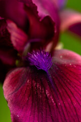 Macro photo of the violet stamens of a burgundy bearded iris. Close-up