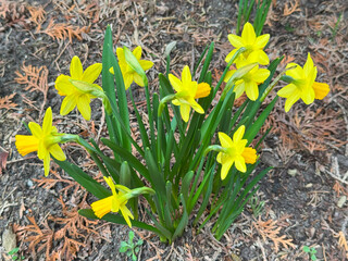 Bright spring daffodils with sunny yellow flowers grow in the garden bed, symbolising the arrival of spring