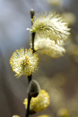 A willow twig with bright beautiful blooming catkins announce the spring coming. close up