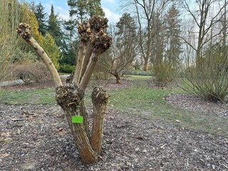 A tree with trimmed branches in the park is a symbol of renewal and care for nature