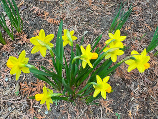Bright spring daffodils with sunny yellow flowers grow in the garden bed, symbolising the arrival of spring