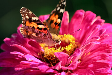 Macro photo of a beautiful butterfly on a pink zinnia flower