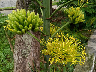 Obraz premium Agave chrysantha, the golden-flowered century plant, is a plant species endemic to Arizona. The species is distinguished by its bright yellow flowers, borne on a flowering stalk up to 23 feet tall