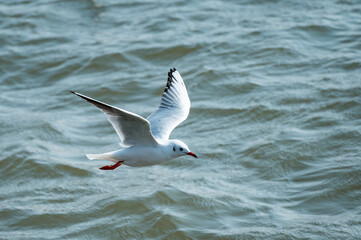 A seagull flying on the water
