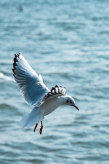 A seagull flying on the water