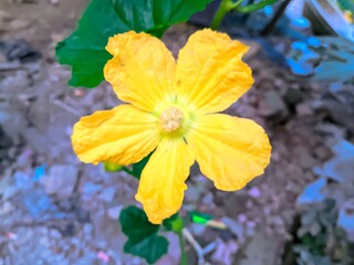 Yellow Squash Blossom | Vibrant Garden Scene & Organic Growth.A stunning close-up of a yellow squash blossom in a lush summer garden, surrounded by vibrant green leaves and bathed in natural sunlight.