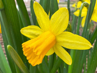 Bright spring daffodils with sunny yellow flowers grow in the garden bed, symbolising the arrival of spring