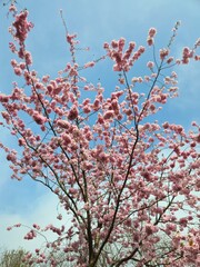 Spring cherry blossom in Netherlands. Beautiful branch of pink cherry flowers in spring. Cherry blossoms closeup pink blooms in spring.Pink trumpet tree blooming in the park, ornamental flower.